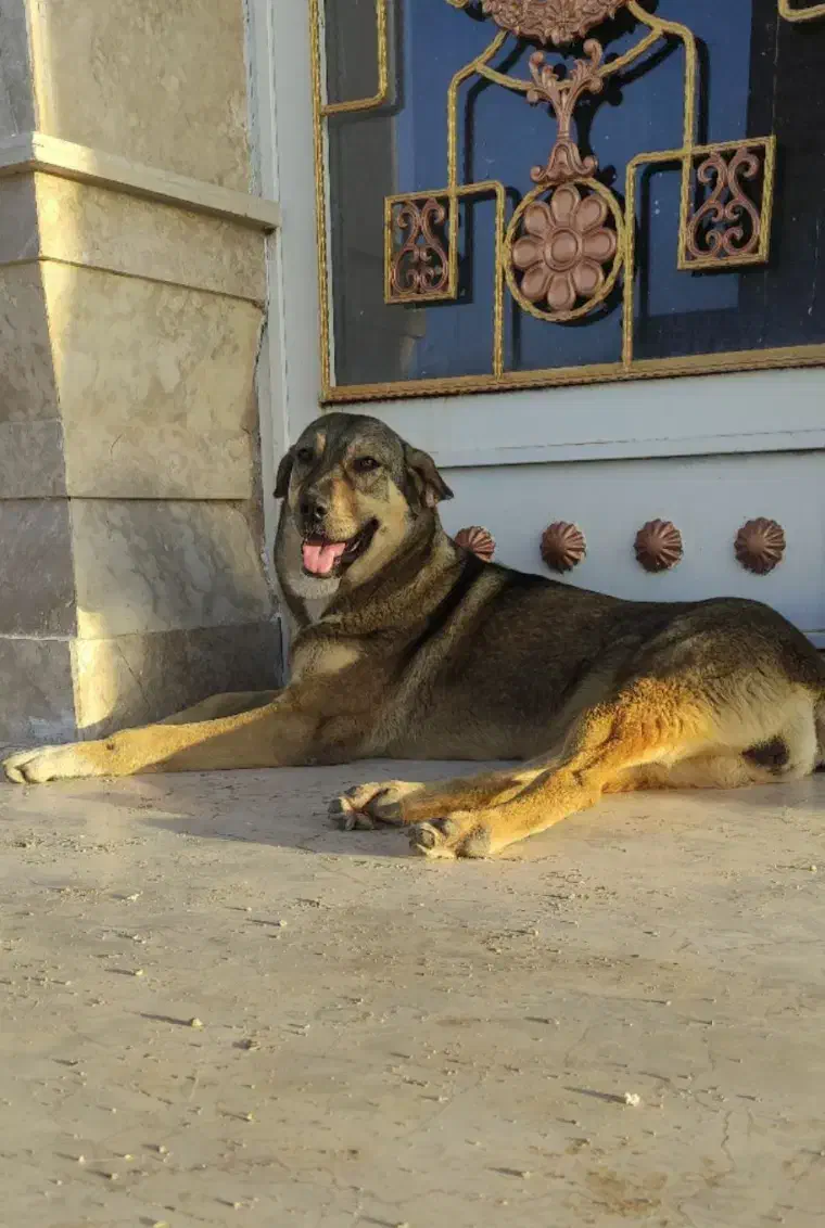 واگذاری ماده پژدر|سگ|ملایر, |دیوار