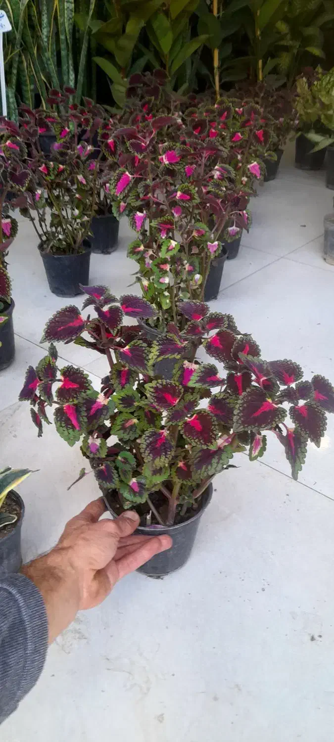 حسن یوسف پُر شاخ و برگ|گل و گیاه طبیعی|قم, نیروگاه|دیوار