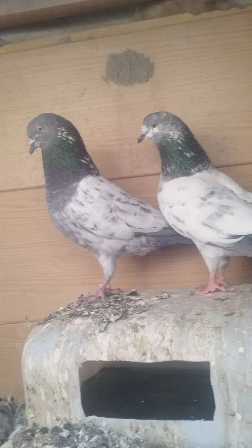 کبوتر رنگی|پرنده|بوشهر, |دیوار