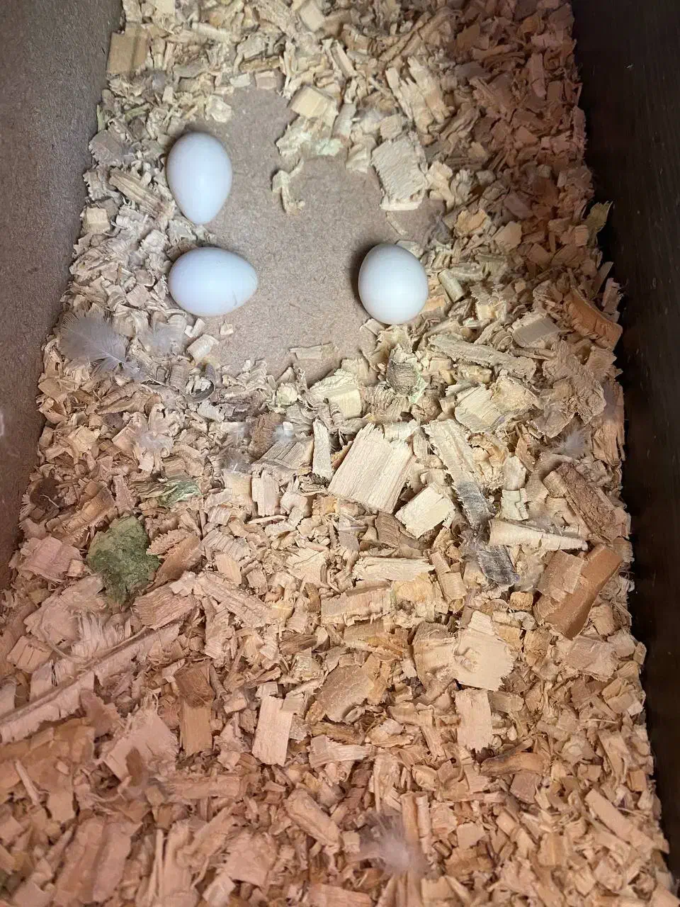 طوطی عروس مولدبشرط باقفس ولانه وسایل|پرنده|اقبالیه, |دیوار