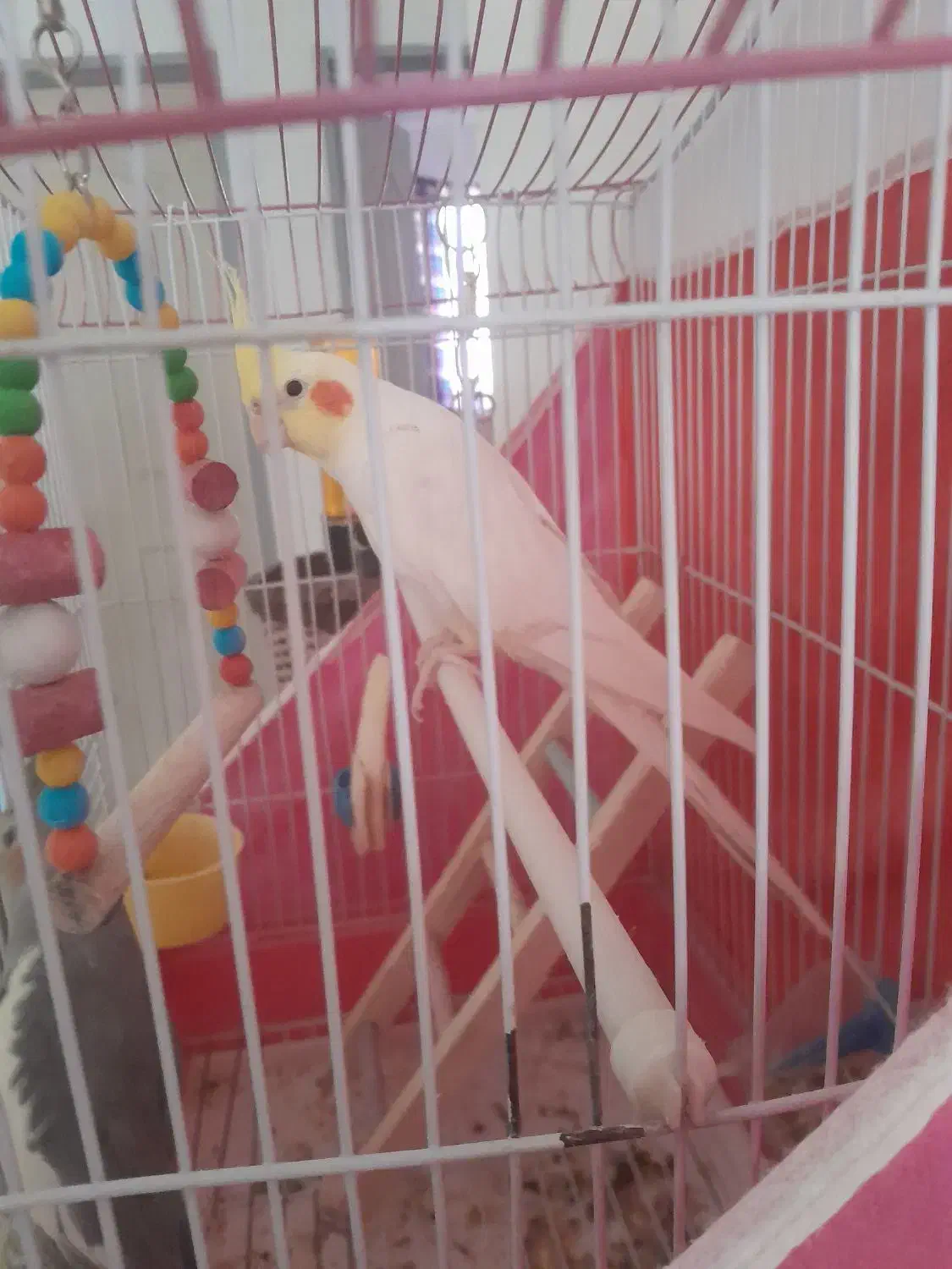 عروس هلندی گم شده|حیوانات|خرمدره, |دیوار