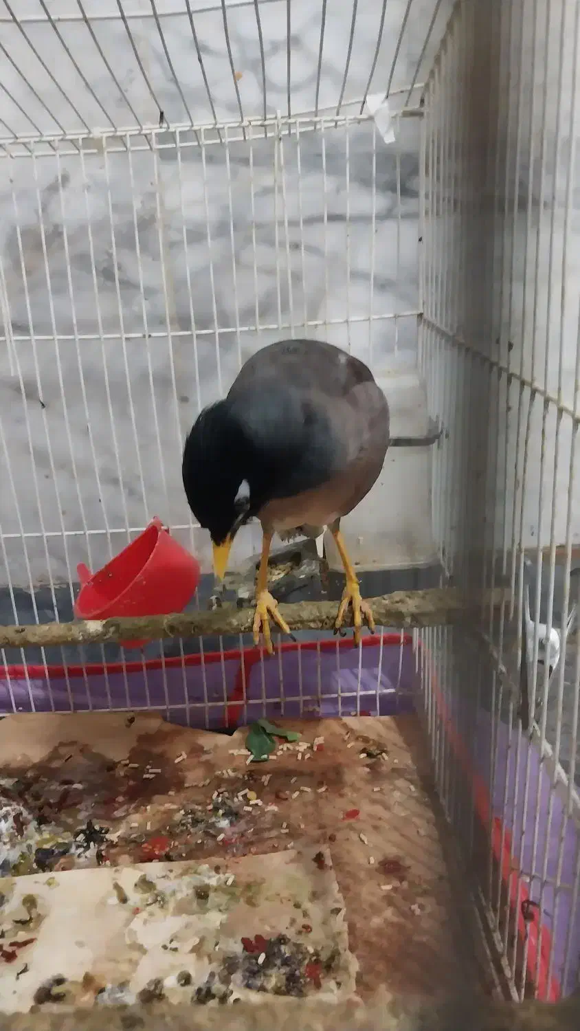 مرغ مینا|پرنده|سبزوار, شرق کال شمالی|دیوار