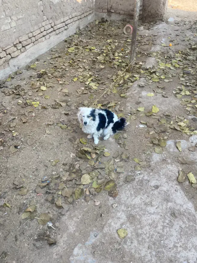 سگ توله بردر کالی سگ توله پا کوتاه|سگ|قزوین, |دیوار