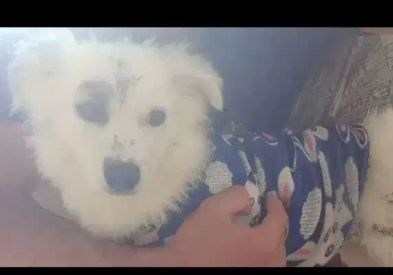 سگ پامر اشپیتز|سگ|فولادشهر, زاینده رود|دیوار