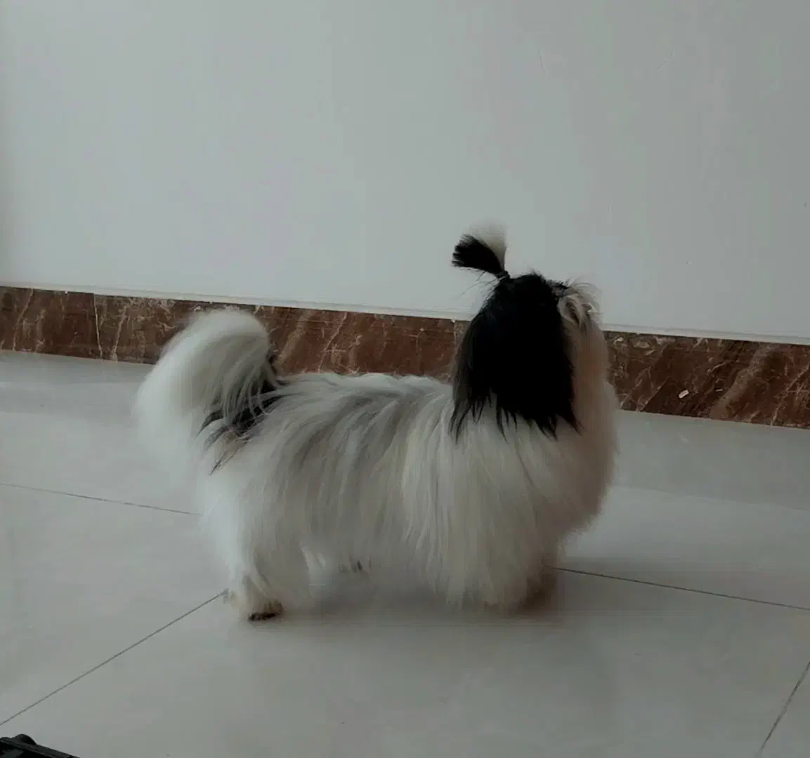 شیتزو سوپر فلت ۱۴ ماهه|سگ|فسا, |دیوار