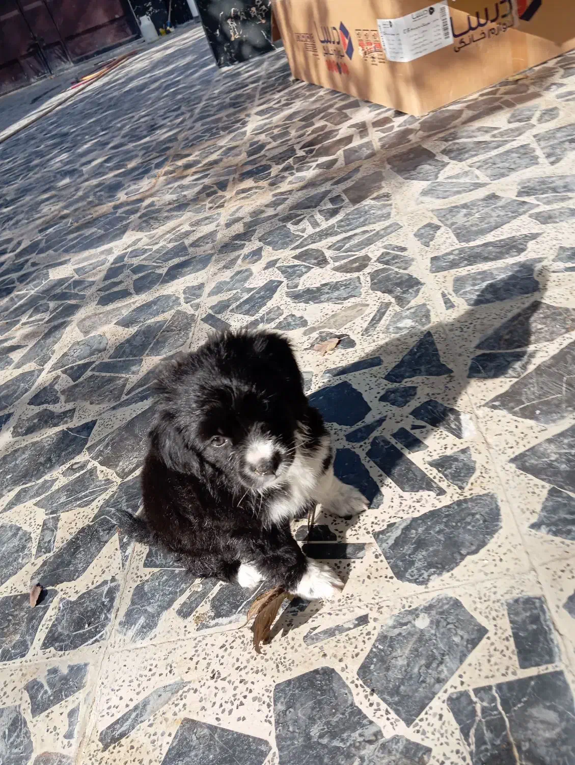 سگ شیتزو کراس ماده|سگ|اصفهان, بهاران|دیوار