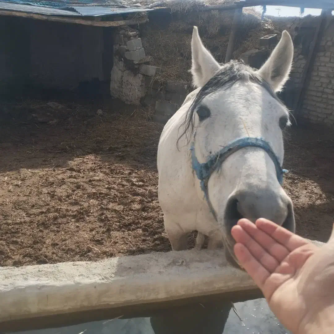 فروش فوری|اسب و تجهیزات اسب‌سواری|کربال, |دیوار