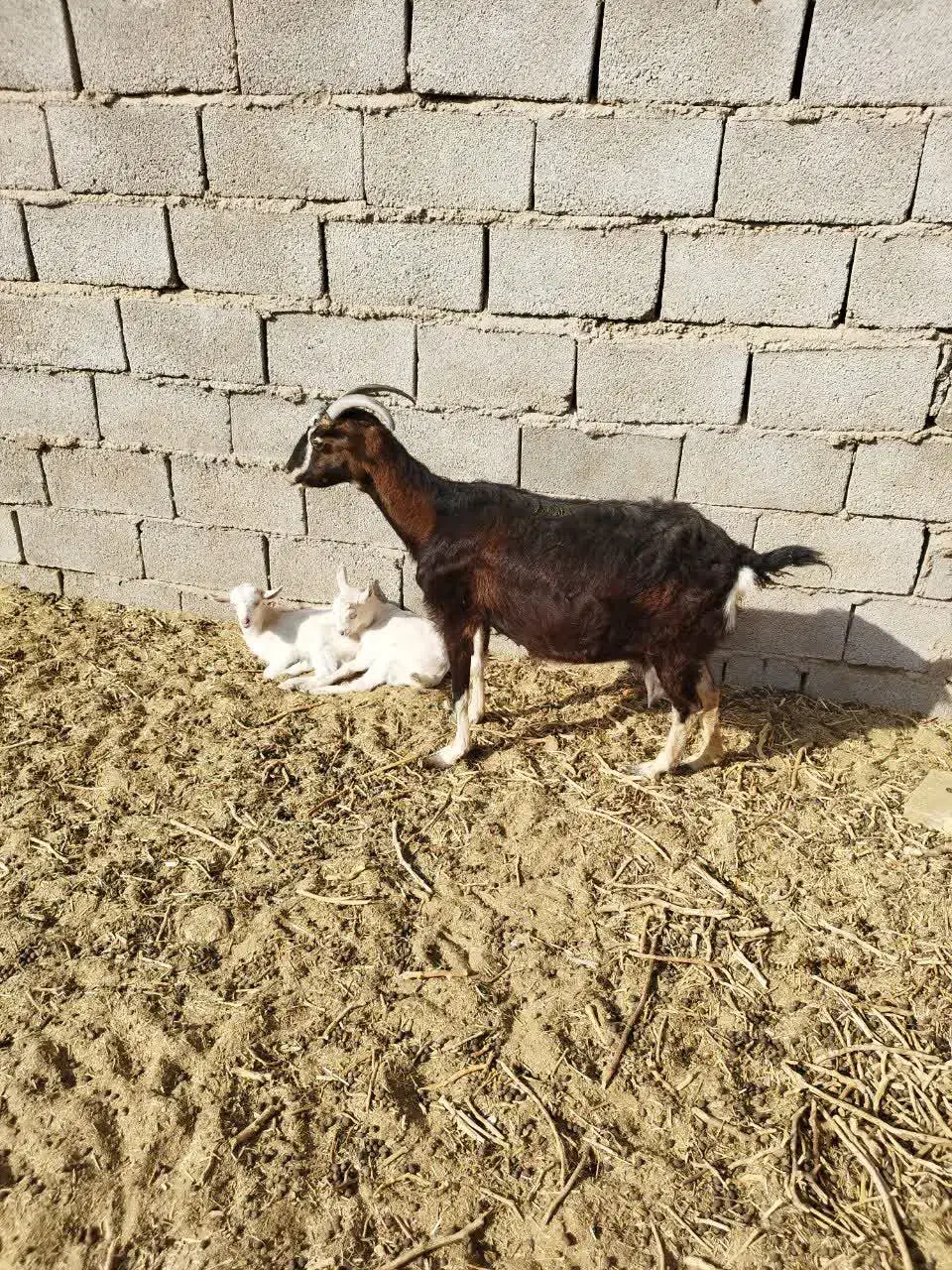 بز الپاین بادوبزغاله ماده|حیوانات مزرعه|مشهد, آبکوه|دیوار