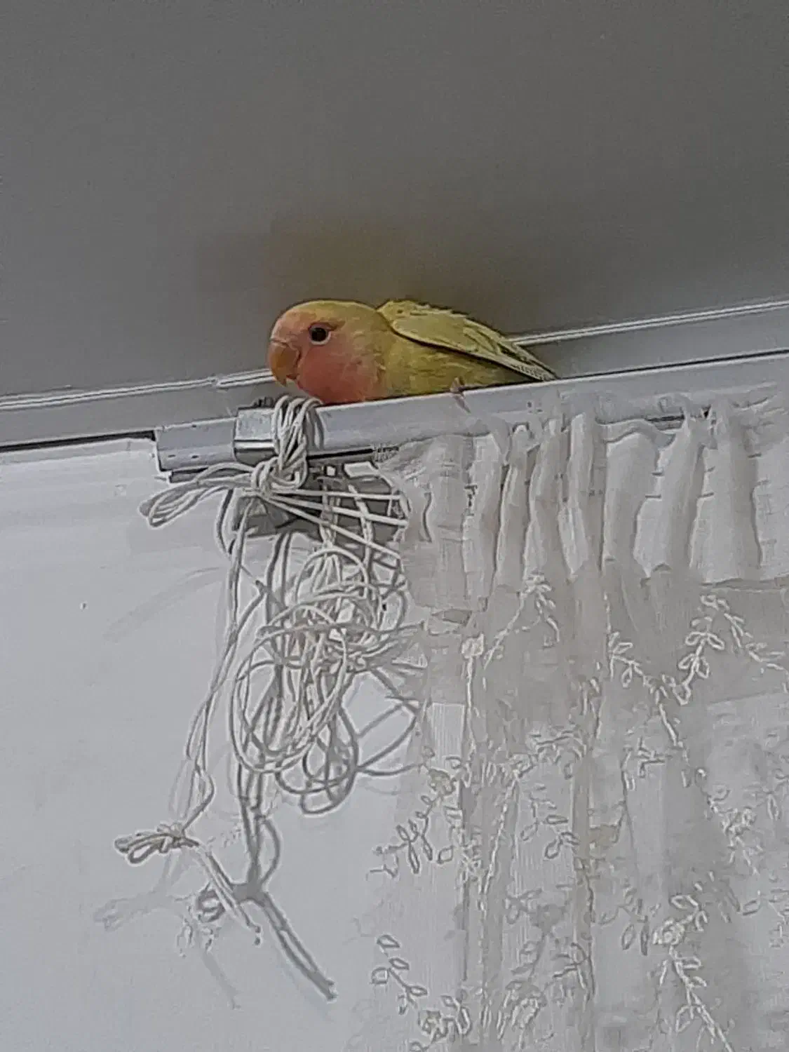 بدو بدو بیا این ور بازار بدو بیا طوطی برزیلی دارم|پرنده|بجنورد, |دیوار