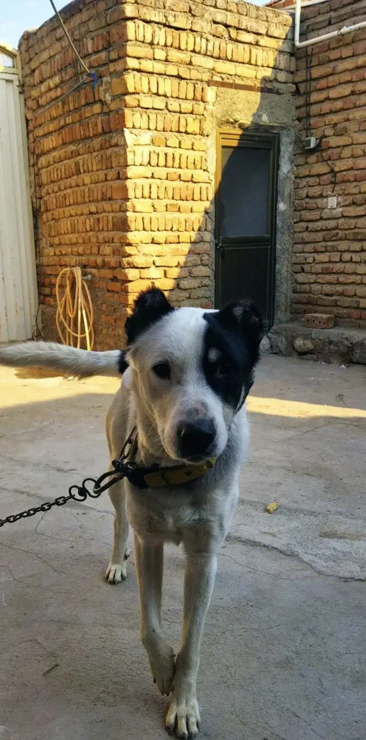 سگ نگهبان|سگ|خسروشاه, |دیوار