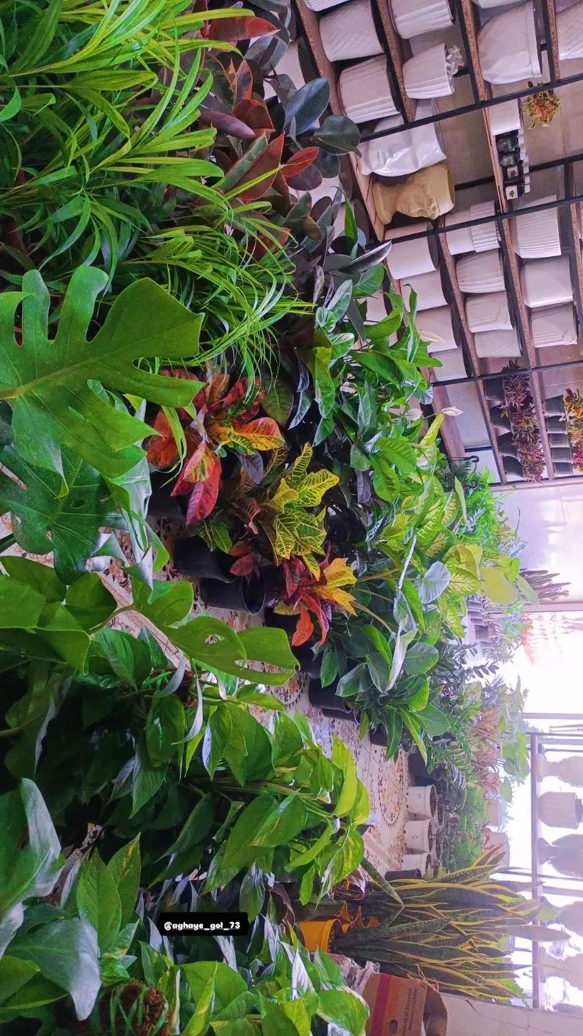 انواع گل‌های آپارتمانی آدرس خیابان اسکان نبشکوچه72|گل و گیاه طبیعی|یزد, |دیوار