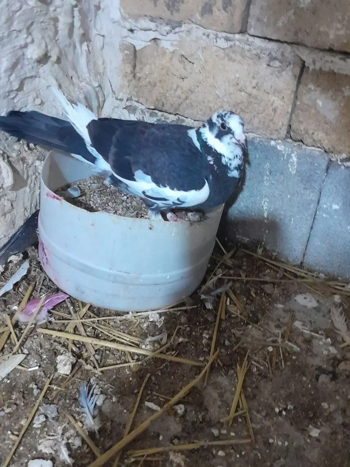 کفتر|پرنده|شیروان (خراسان), |دیوار