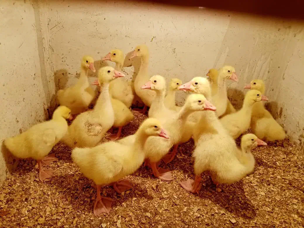 غاز،بوقلمون،مرغ،تخم نطفه دار،دستگاه جوجه کشی|حیوانات مزرعه|تهران, مشیریه|دیوار