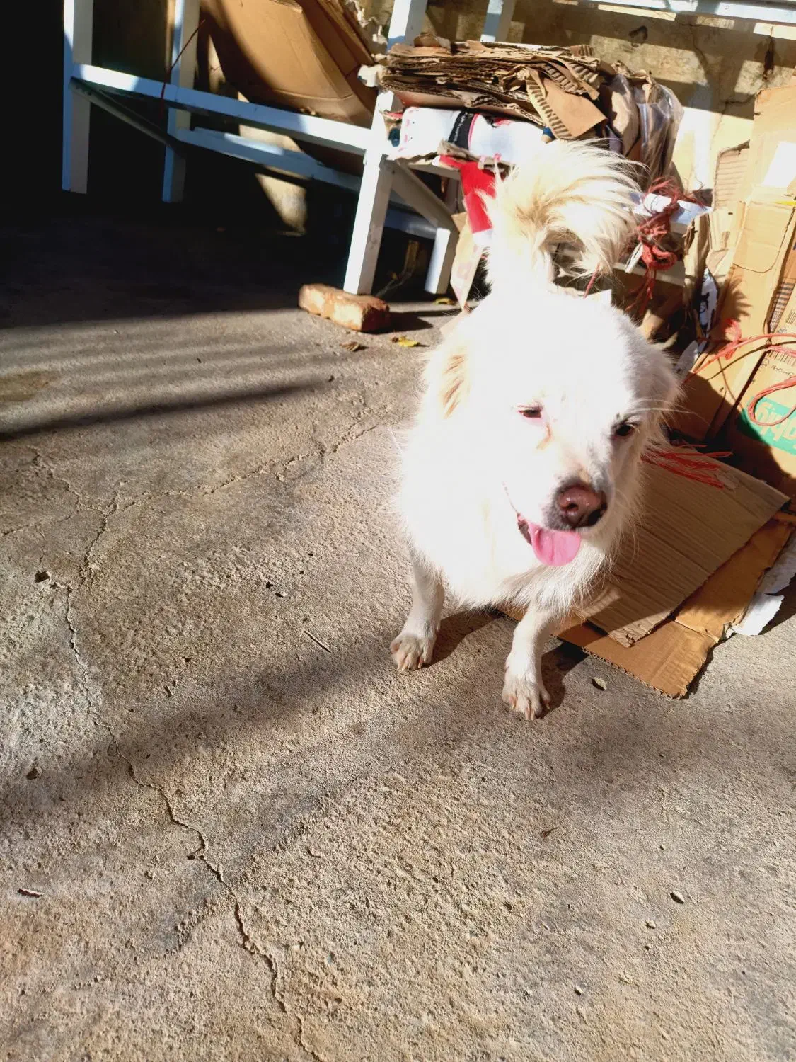 به فروش می‌رسد|سگ|شاهین دژ, |دیوار