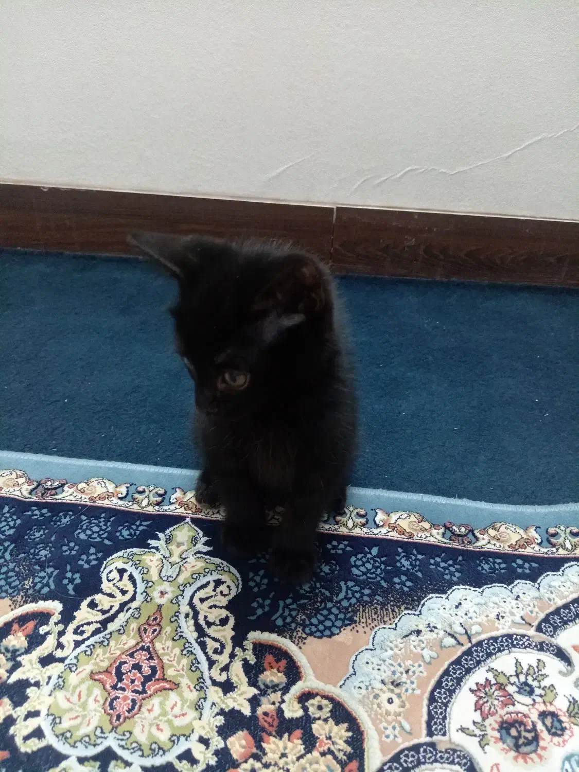 بچه گربه dsh واگزاری|گربه|اصفهان, ملک‌شهر|دیوار