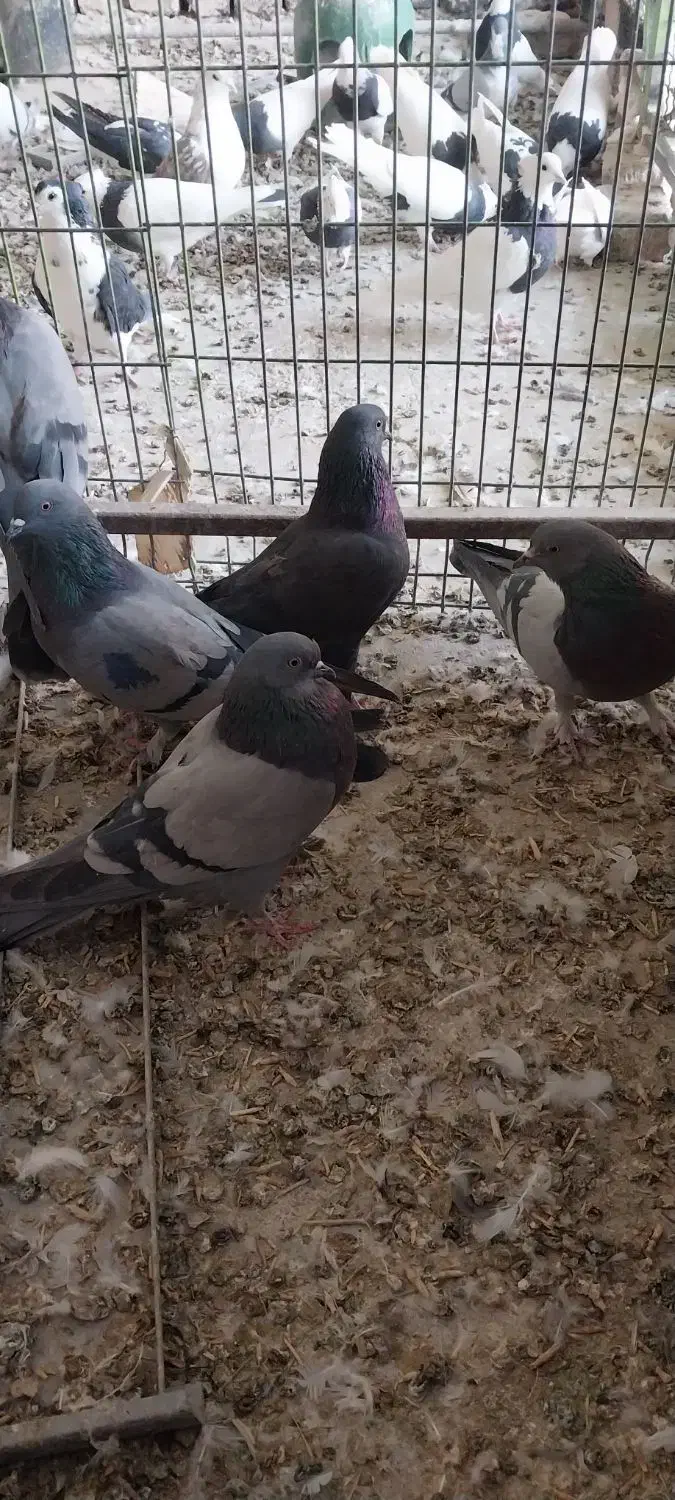 کبوتر اصفهانی|پرنده|خمینیشهر, |دیوار