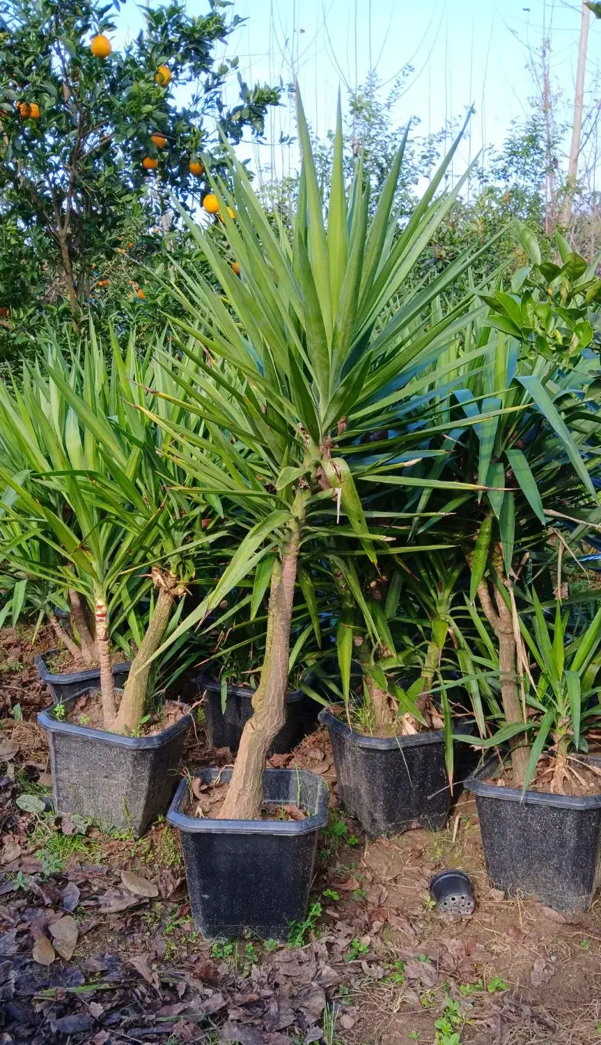 یوکا تنه دار چند شاخه|گل و گیاه طبیعی|نشتارود, |دیوار