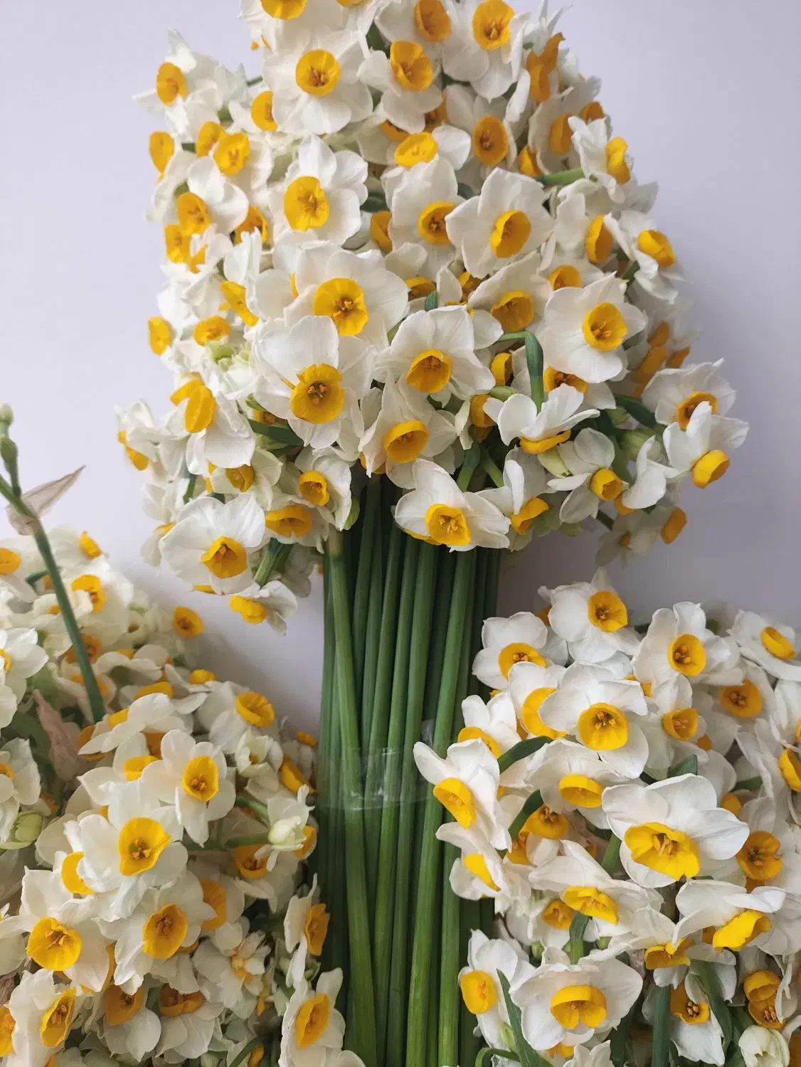 گل نرگس شیراز|گل و گیاه طبیعی|شیراز, ترمینال باربری|دیوار