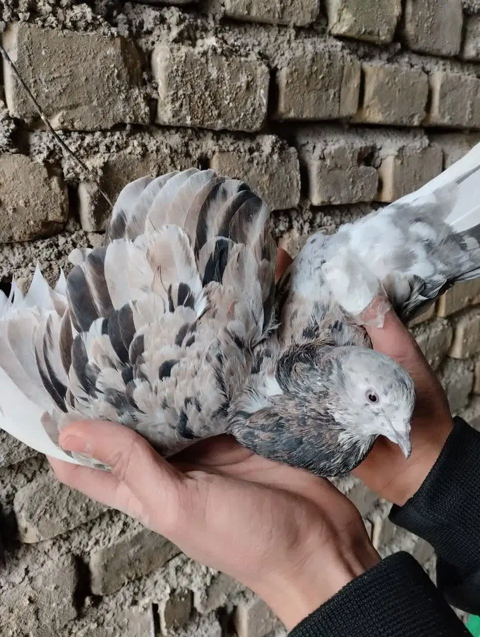 زنجیر و سرور|جواهرات|میبد, |دیوار