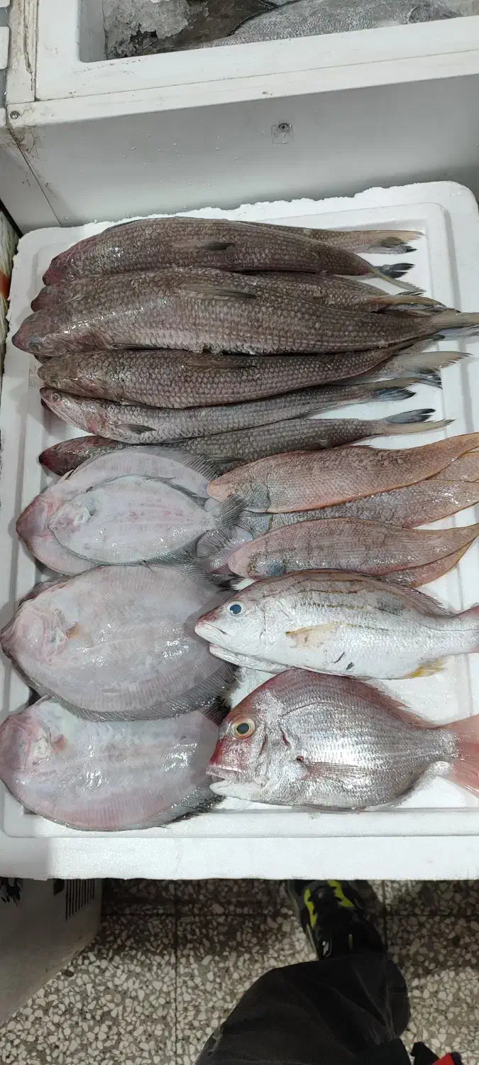 سلام ماهی تازه رسید تاریخ ۱۵و۸|ماهی|یزد, |دیوار