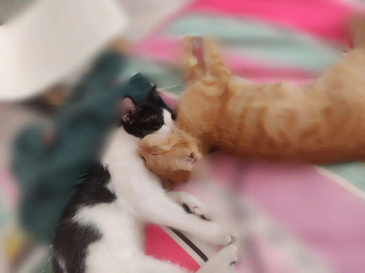 دو گربه گمشده مرند با مژدگانی|حیوانات|مرند, |دیوار