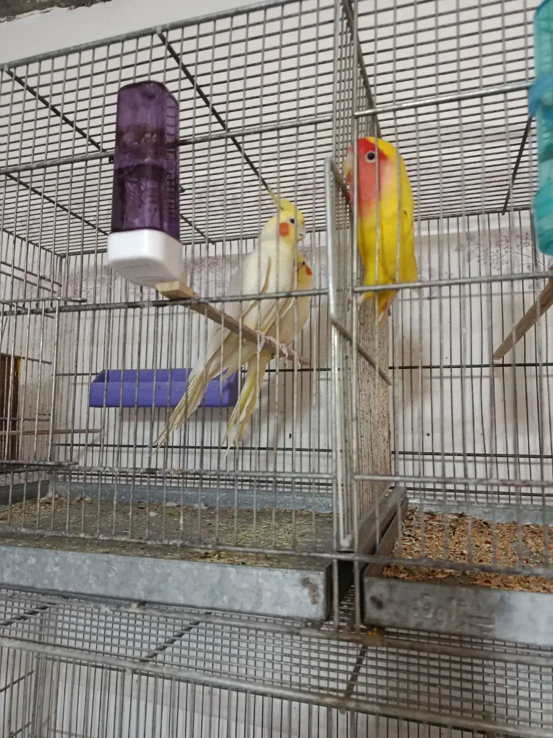 5جفت عروس مولد|پرنده|امیدیه, |دیوار