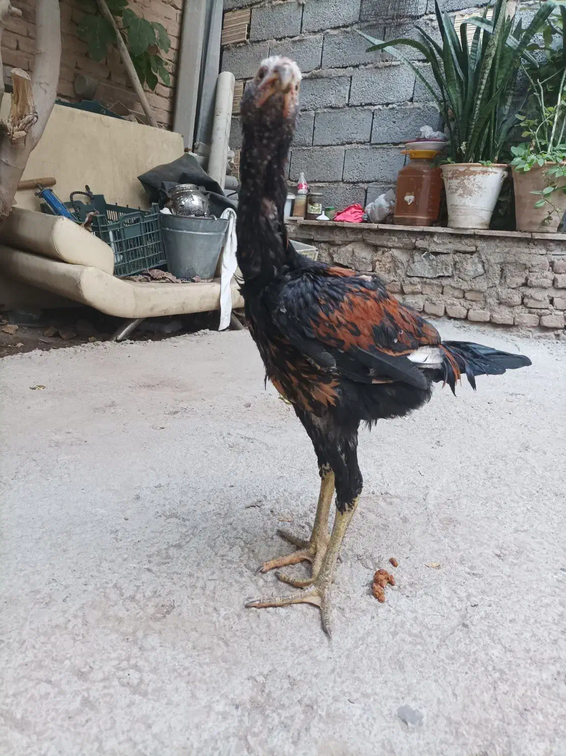 خروس  لاری اصل|حیوانات مزرعه|بناب, |دیوار