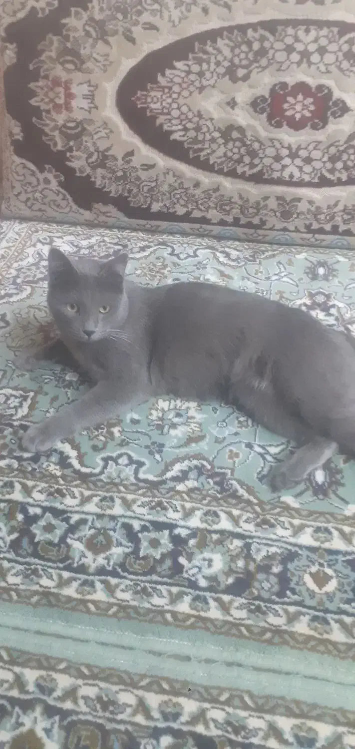 گربه نر اسکاتی دوساله کاملا خانگی ودست اموز|گربه|قدس, شهر‌قدس|دیوار