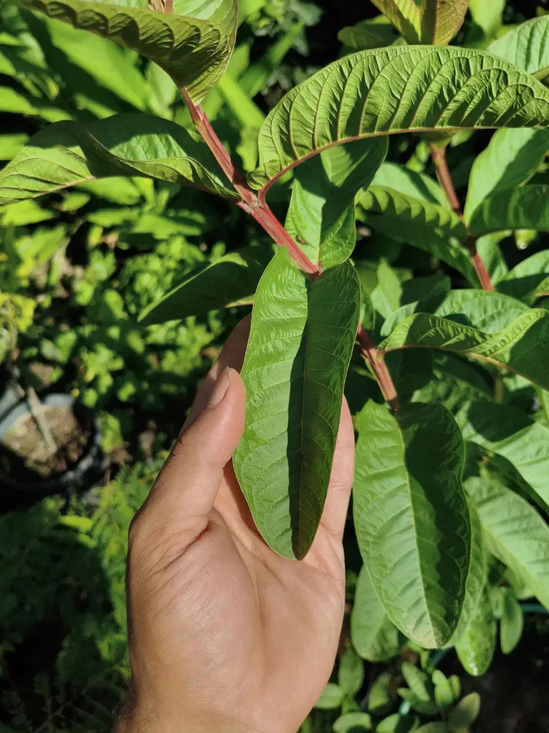 نهال گوآوا|گل و گیاه طبیعی|لاهیجان, آهندان|دیوار