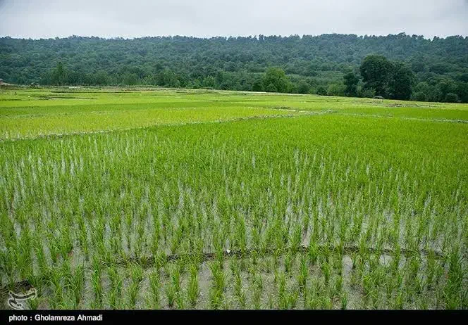 فروش زمین برنجکاری جهزار|فروش دفتر صنعتی، کشاورزی، تجاری|چیتاب, |دیوار
