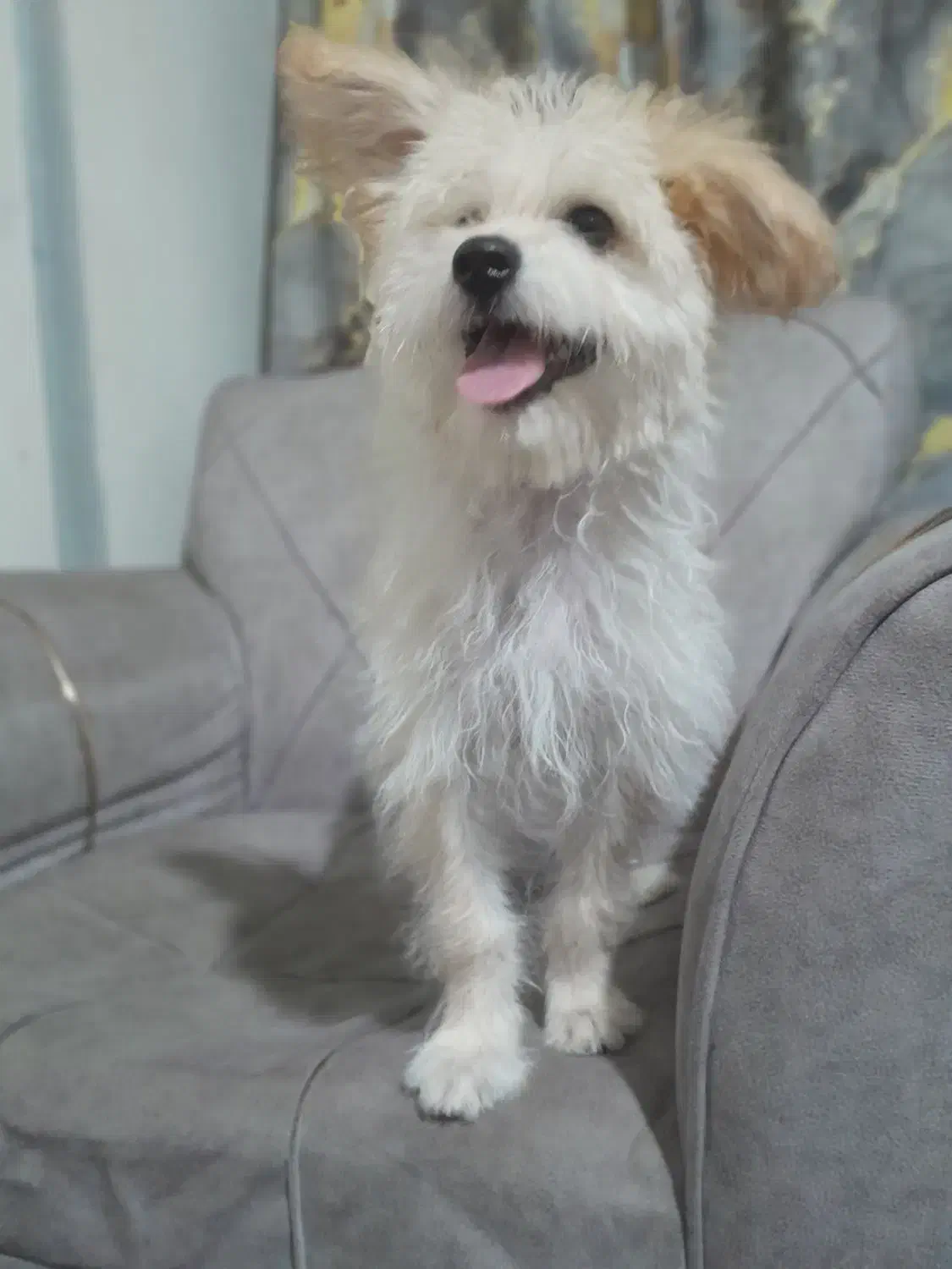 سگ پودل مالتیز|سگ|تهران, تهرانسر غربی|دیوار