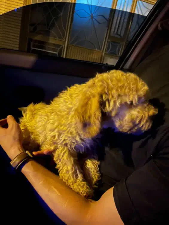 پودل سه ماهه نر|سگ|سبزوار, پاسداران|دیوار