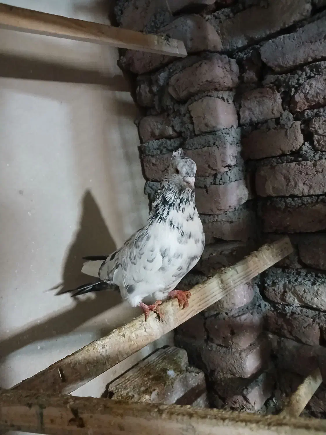 کبوتر نر گرفتنی|پرنده|نقده, |دیوار