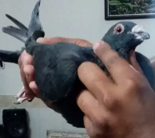 کبوتر کارل میولمنز|پرنده|تربت‌حیدریه, بازار|دیوار