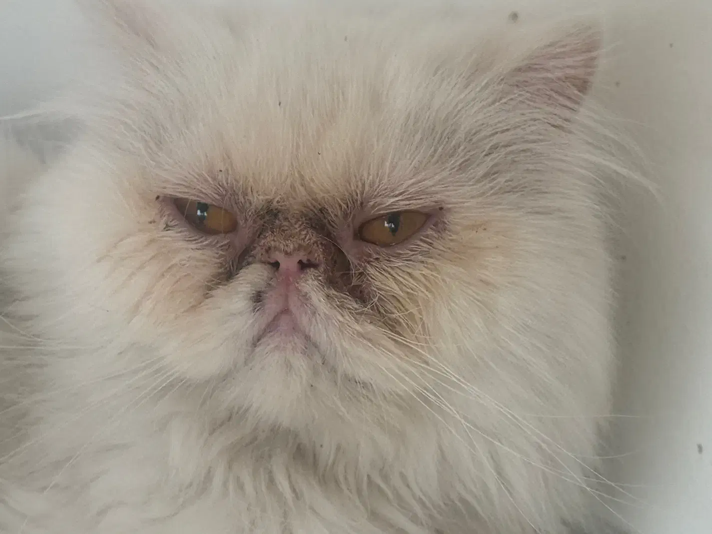 گربه پرشین سوپر فلت|گربه|مشهد, گوهرشاد|دیوار