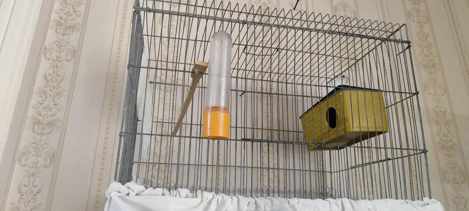 مرغ عشق ماده با قفس و وسایل|پرنده|زاهدان, |دیوار