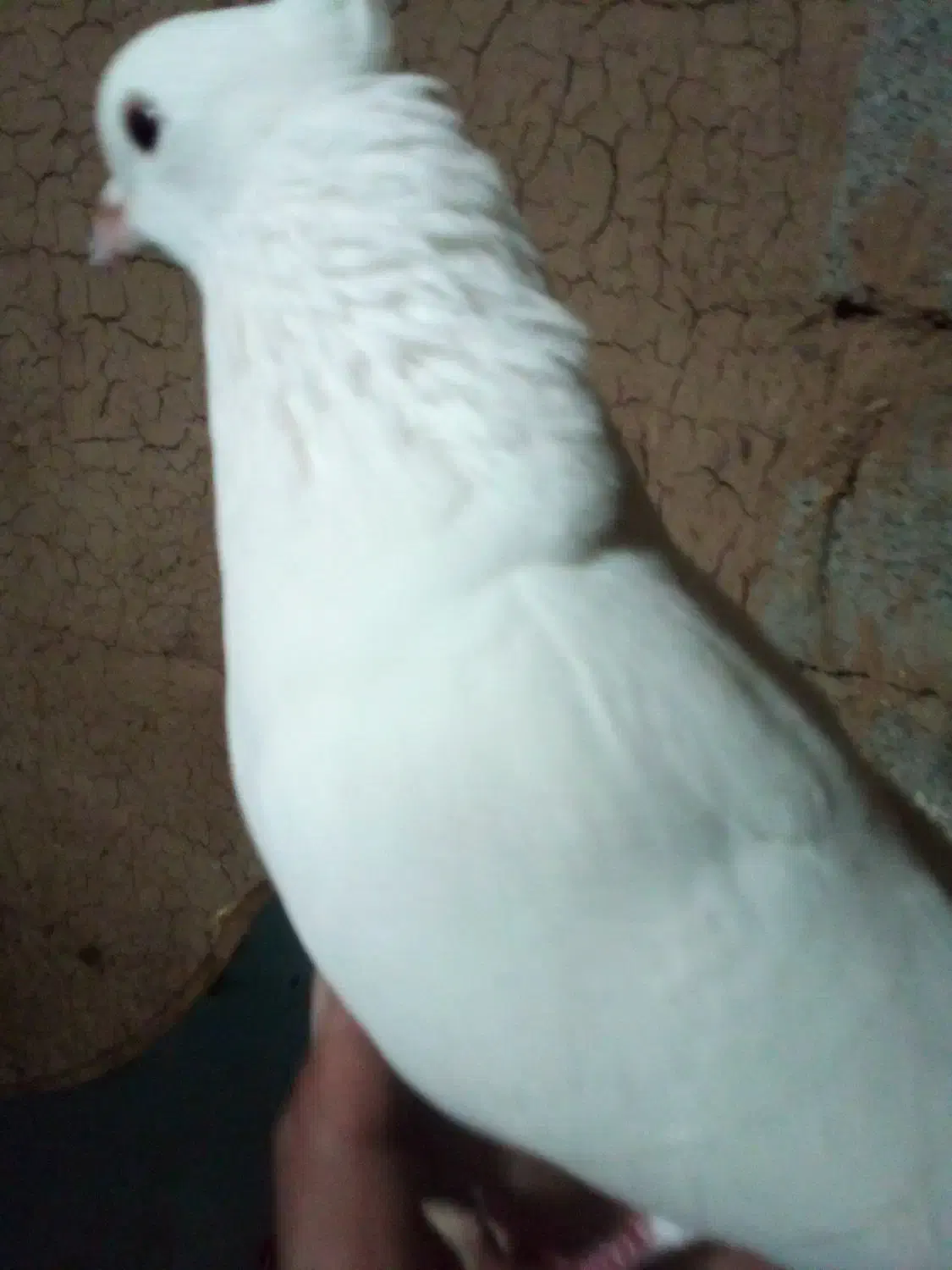 گمشده|حیوانات|اردبیل, |دیوار