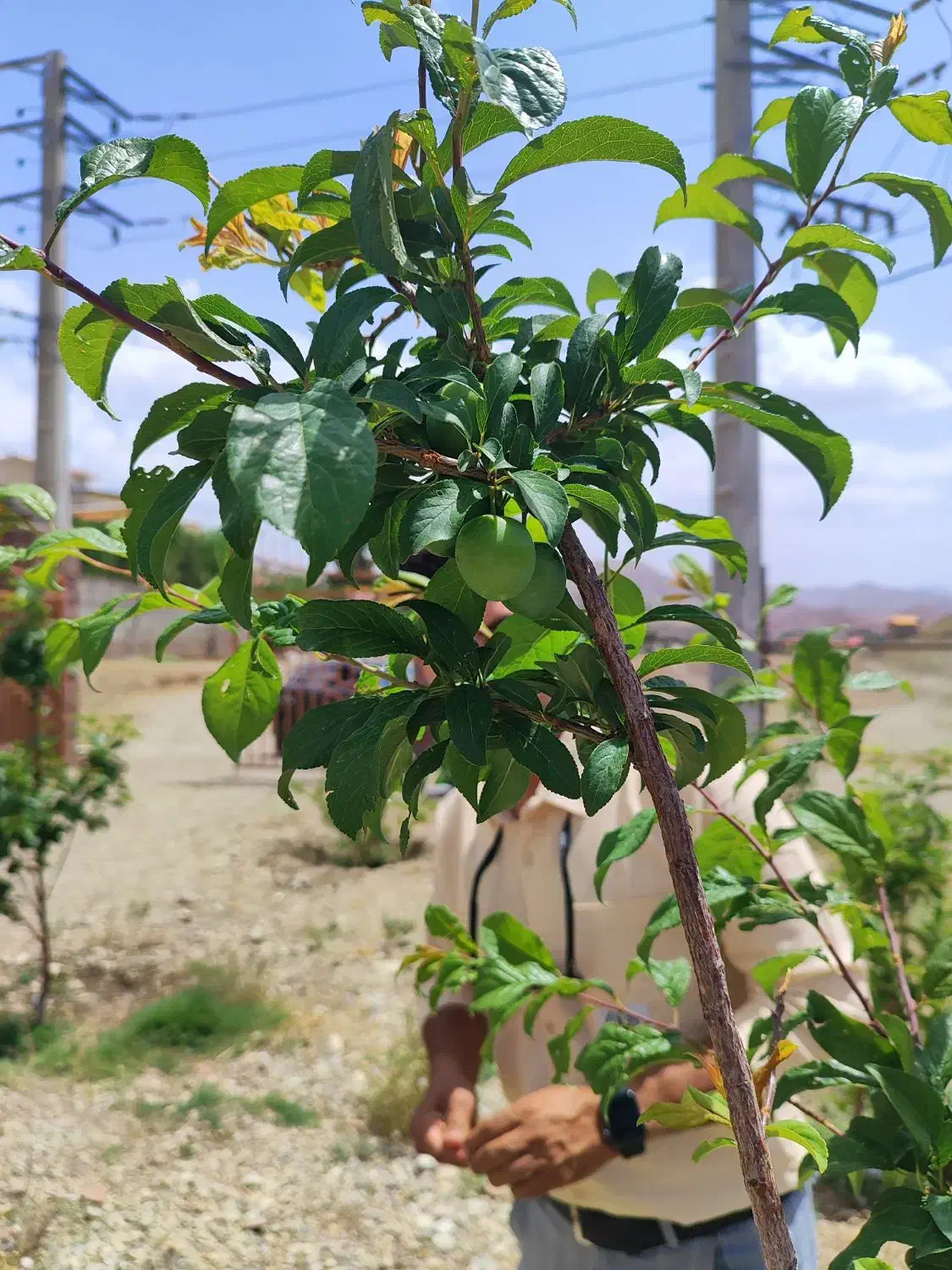 فروش ۵۰۰ متری در دماوند وادان سند تک برگ|فروش دفتر صنعتی، کشاورزی، تجاری|دماوند, دماوند|دیوار