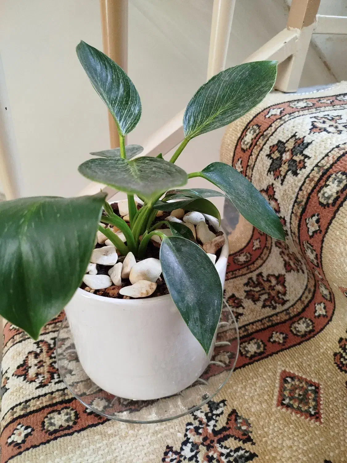 یک عدد گل زیبا و سالم کاملا طبیعی|گل و گیاه طبیعی|قم, نیروگاه|دیوار