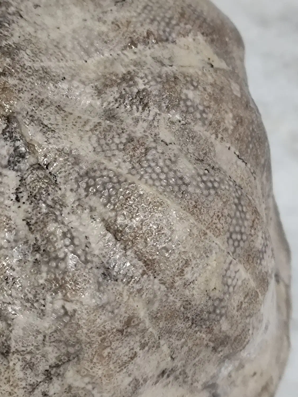 فسیل عروس دربایی|کلکسیون اشیاء عتیقه|تهران, حکیمیه|دیوار