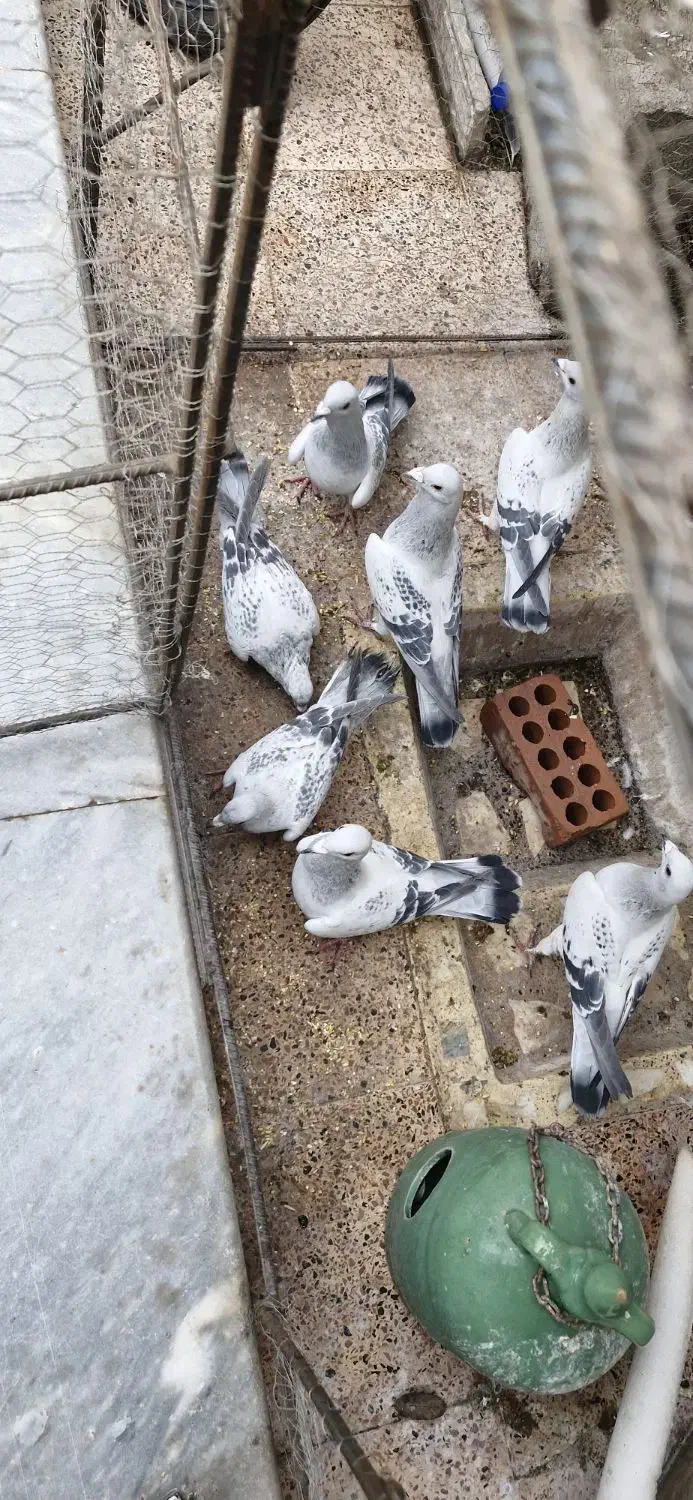 کلاغ بدرنگ|حیوانات|کرمان, |دیوار