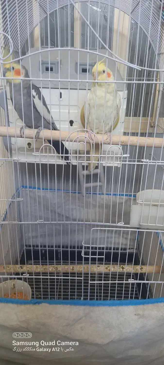 سلام یک جفت طوطی عروس فقط ۲۵۰۰|پرنده|الوند, |دیوار