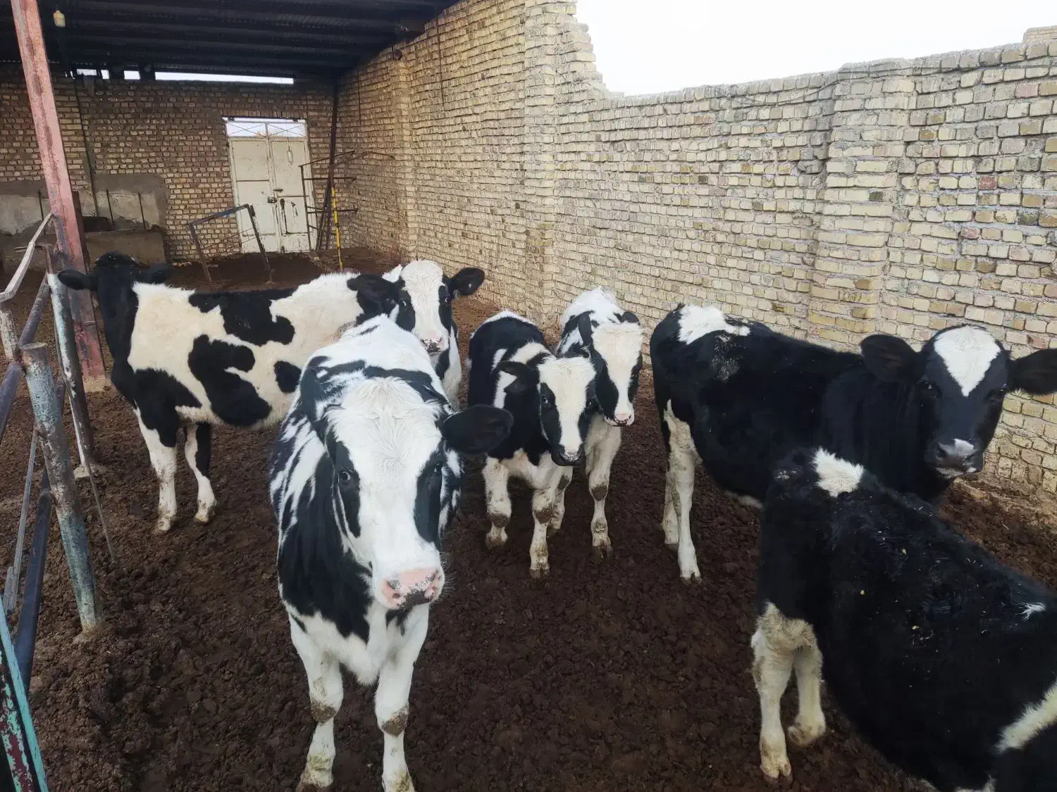 گوساله هلشتان نر و تلیسه|حیوانات مزرعه|رامند, |دیوار