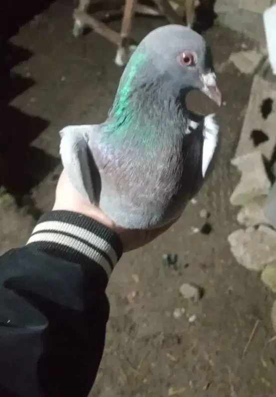 دوعدد کفتر نر دونه ای 200تومن|پرنده|ماسال, |دیوار