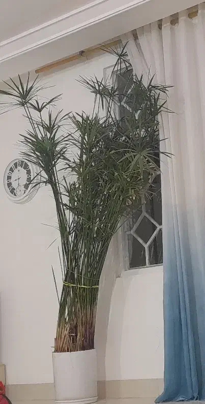 فروش،فوری نخل مردابی|گل و گیاه طبیعی|کوهدشت, |دیوار