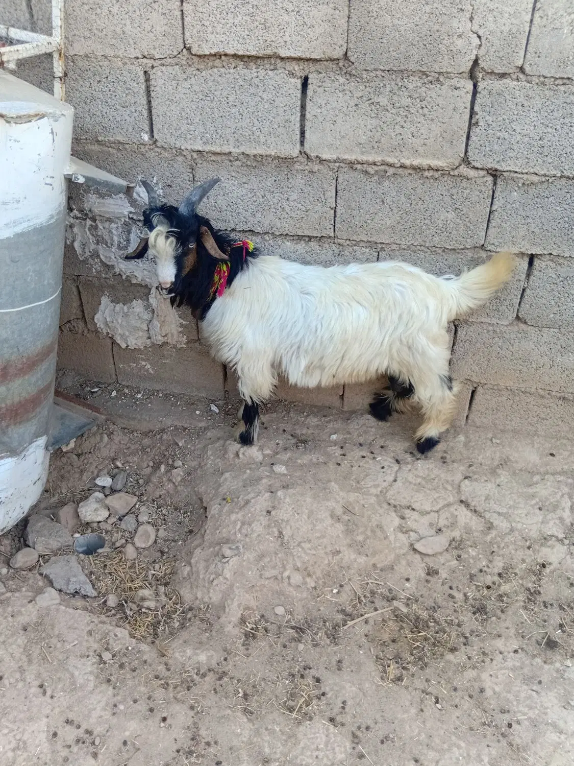 بیگ نر|حیوانات مزرعه|مسجد سلیمان, |دیوار
