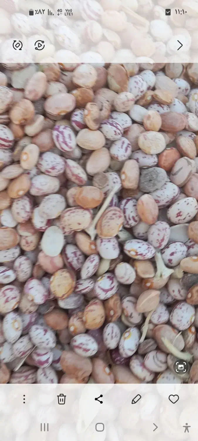 لوبیا چیتی درشت|خوردنی و آشامیدنی|اقلید, |دیوار