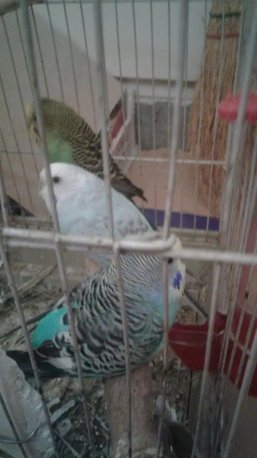 مرغ عشق|پرنده|کرج, عظیمیه|دیوار