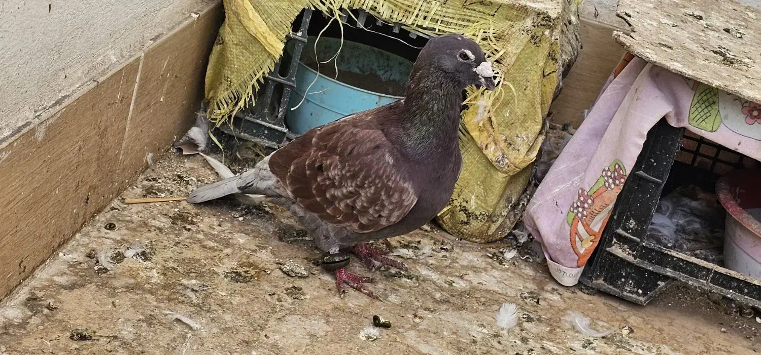 یک عدد کبوتر نر قورگی|پرنده|گنبد کاووس, |دیوار