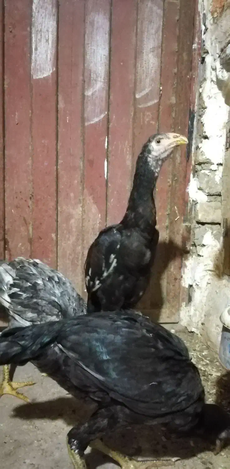 جوجه مرغ وخروس  مشکی وطوسی|حیوانات مزرعه|آق قلا, |دیوار